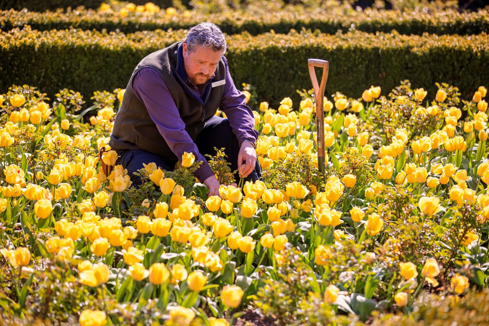 © Ollie Dixon, a shot of Head Gardener Tony Wiseman tending to the Tulips